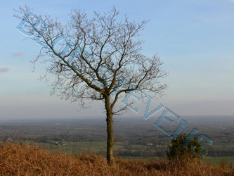 lone tree